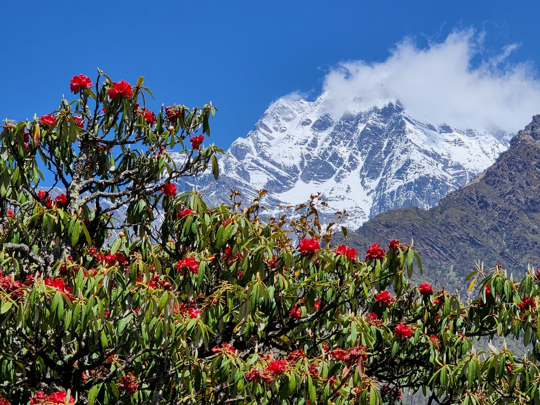 मनमोहक सिस्ने हिमाल